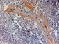 CIAS1 / Cryopyrin (Internal) Antibody (internal region)