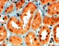 Semaphorin 5A Antibody (internal region)