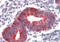 VPS29 (Internal) Antibody (internal region)