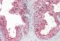 KLK2 Antibody (internal region)