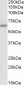 ATG16L1 Antibody (internal region, near the C-Term)