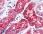 ABHD4 (aa 177 to 187) Antibody (internal region)