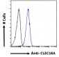 CLEC16A Antibody (internal region)