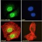 CLEC16A Antibody (internal region)