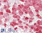 EPB41L4B  / EHM2 Antibody (internal region)