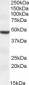 TMPRSS4 (aa245-57) Antibody (internal region)