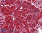 Dynamin 3 Antibody (internal region)