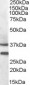 MC5R Antibody (N-Term, near)
