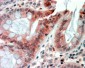 RELMbeta Antibody (internal region)