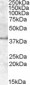 apolipoprotein L6 Antibody (internal region, near N-Term)