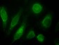 ODZ3 / Teneurin-3 Antibody (internal region)