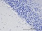 ODZ3 / Teneurin-3 Antibody (internal region)