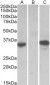 CMA1 Antibody (internal region)