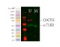 OXTR  Antibody (C-Term)