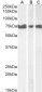 IP3KC Antibody (internal region)