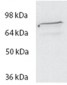 SPARTIN Antibody (internal region)