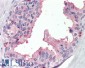 SRD5A1 Antibody (internal region)