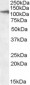 CLEC16A (aa1040-53) Antibody (C-Term)