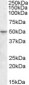 ETF-4 / TEAD2 Antibody (internal region)