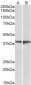 EDG8 / SPPR1 Antibody (internal region, near C-Term)
