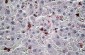 CCL20 Antibody (internal region)