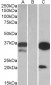 DAPP1 / BAM32 Antibody (internal region, near C-Term)