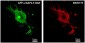 SRGAP2 Antibody (internal region)