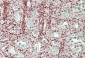 TPPP/p25 Antibody (internal region)