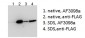 BICC1 (aa223-234) Antibody (internal region)