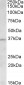 AURKC Antibody (N-Term)