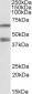 PON2 Antibody (internal region)