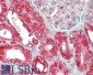 CHCHD3 (aa151-164) Antibody (internal region)