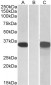 CRISP2 Antibody (internal region)