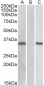 CRISP2 (aa77-89) Antibody (internal region)