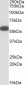 Glutamate Dehydrogenase Antibody (internal region)