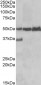 LSP1 Antibody (C-Term)