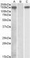 NALP2 / NLRP Antibody (C-Term)