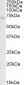 REL Antibody (internal region)