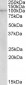 NLRX1 / NOD9 Antibody (internal region)