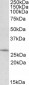 DCUN1D1 Antibody (C-Term)