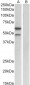 E2F3 (mouse) Antibody (C-Term)