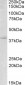 Myogenin / MYF4 Antibody (C-Term, near)