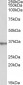 Spondin 2 / Mindin Antibody (internal region)