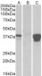 POU2AF1 Antibody (internal region)