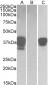 POU2AF1 Antibody (C-Term)