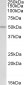 POU2F3 Antibody (internal region)