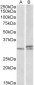 HOXA9 (aa37-50) Antibody (internal region)