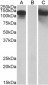 CDH11 (aa 497-509) Antibody (internal region)