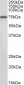 RFX5 Antibody (internal region)