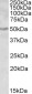 ALDH9A1 Antibody (internal region)